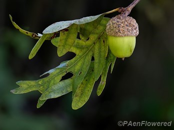 Leaves and acorns